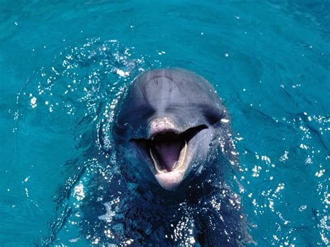 Dolphin Talking Wallpaper Free Fish Downloads