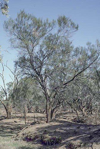 Acacia Stenophylla
