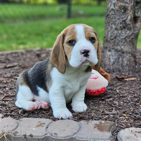 beagle puppies for adoption