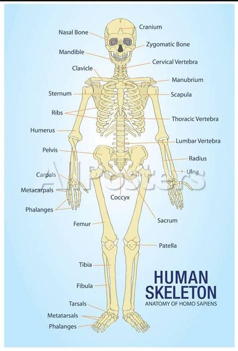 Vocabulary Vykthor´s Library Human Skeleton Anatomy Skeleton