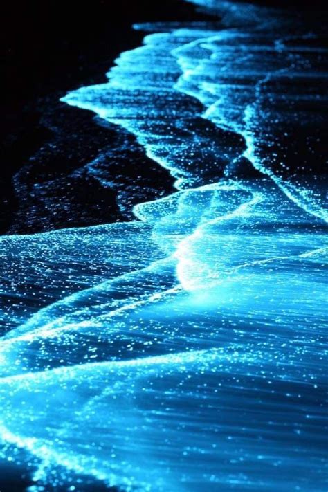 mesmerizing bioluminescent plankton   maldives sea  stars