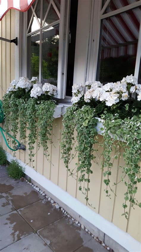 Piante Da Balcone Perenni Ricadenti Le Migliori Per Decorare Gli