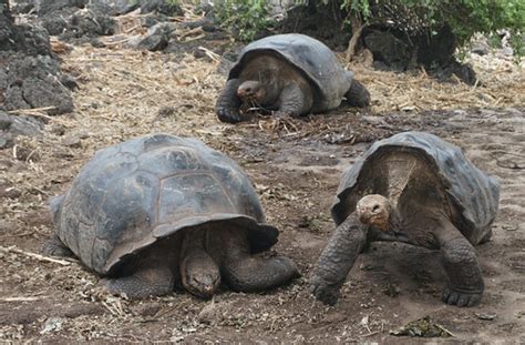 The Galápagos Giant Tortoises Chelonoidis Sp The Charle Flickr