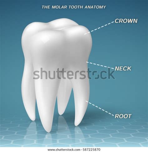 Anatomy Of A Molar Tooth Anatomical Charts And Posters