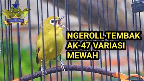 PANCINGAN PLECI GACOR FULL TEMBAKAN SUARA PLECI NGEROL NEMBAK WIT WIT