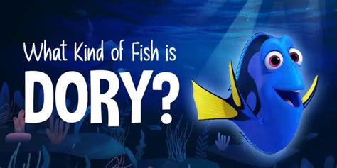 Discovering the Dory Fish: Types, Characteristics, and Habitat