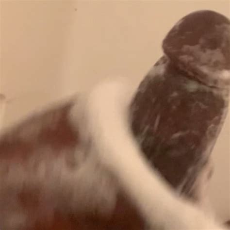 Top Gay Amateur Porn Video Creators Of Homemade Sex XHamster