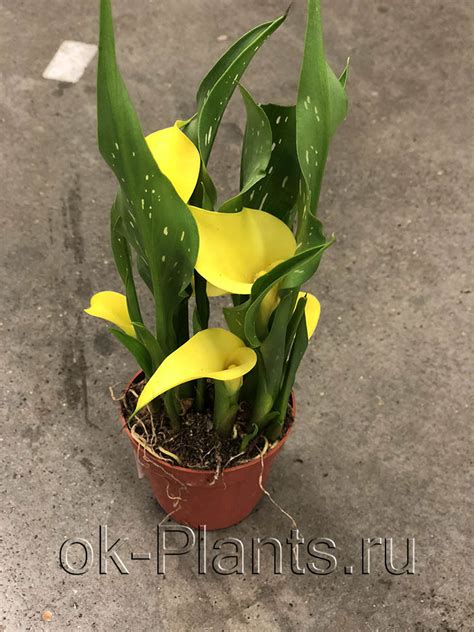 Калла Микс -купить, цена, отзывы в интернет-магазине комнатных растений