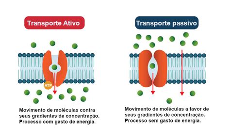 Transporte ativo: o que é, resumo e exercício - Escola Kids