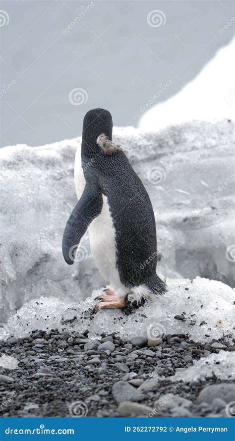 Adelie Penguin in Antarctica Stock Photo - Image of hemisphere, flipper ...