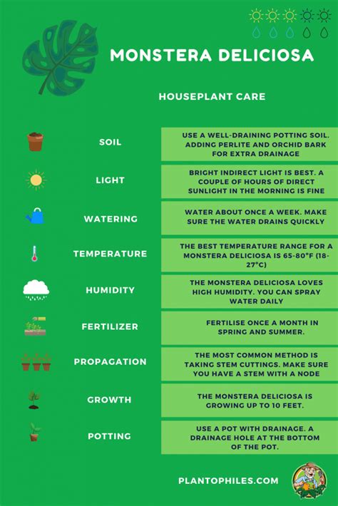 8 Best Tips For Monstera Deliciosa Care Read This