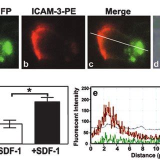 Immobilized SDF 1 Induced Polarization Of CXCR4 GFP On Endothelium A