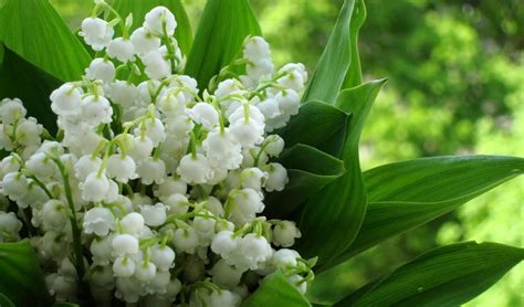 Ландыши фото | Красивые фото ландышей