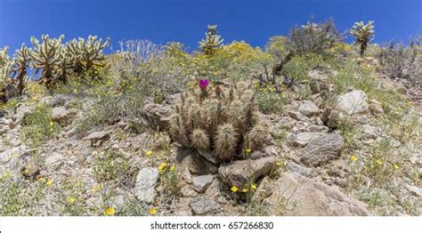 Hedgehog Cactus Echinocereus Engelmannii Blooming Mojave Stock Photo