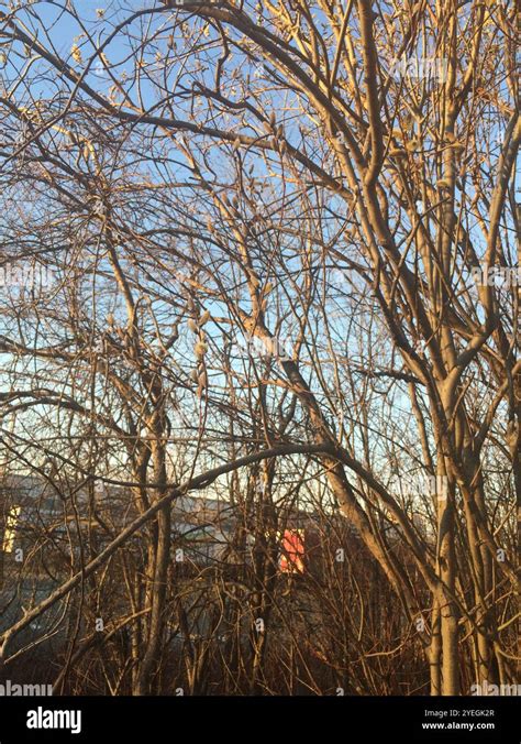 Pussy Willow Salix Discolor Stock Photo Alamy