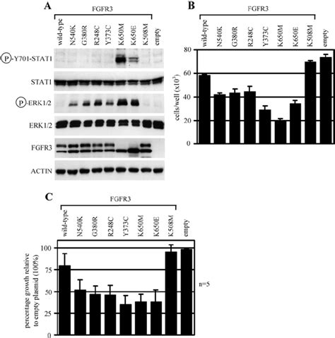 The Effect Of Fgfr3 Mutants On Rcs Chondrocyte Proliferation In Context