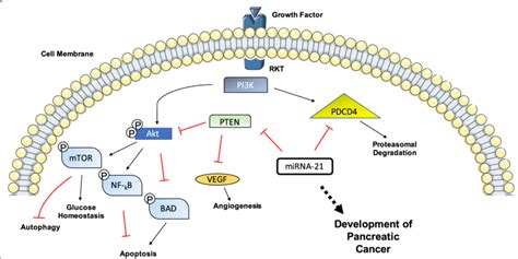 Schematic Representation Of Mechanism Of Mir In Pc Development