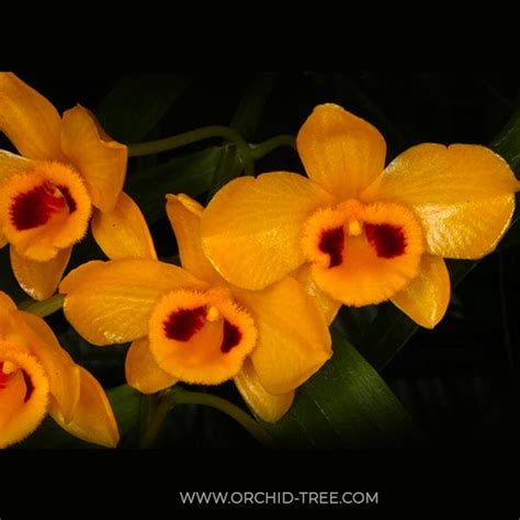 Dendrobium Orchid Colors| Dendrobium Orchids - Orchid-Tree