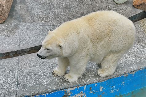 Животные челябинского зоопарка - 96 фото