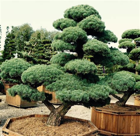 Garten Bonsai Winterhart