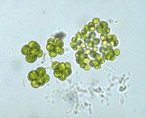 Chlorophyta Green Algae Biology Ease