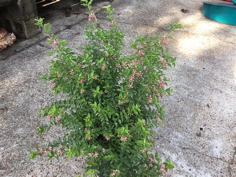 joshua's native plants & garden 9