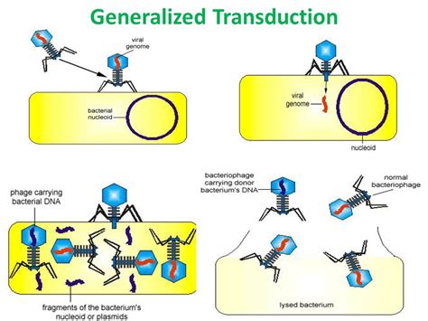 Generalized transduction and its process - Overall Science