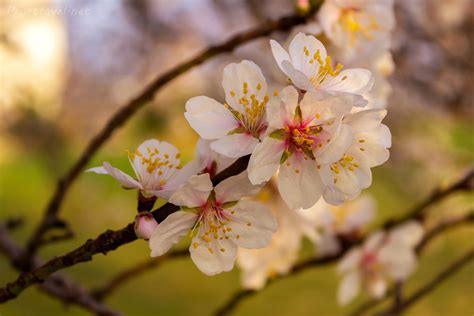 Цветущие ветки миндаля. Винсент ван Гог : romali83 — LiveJournal