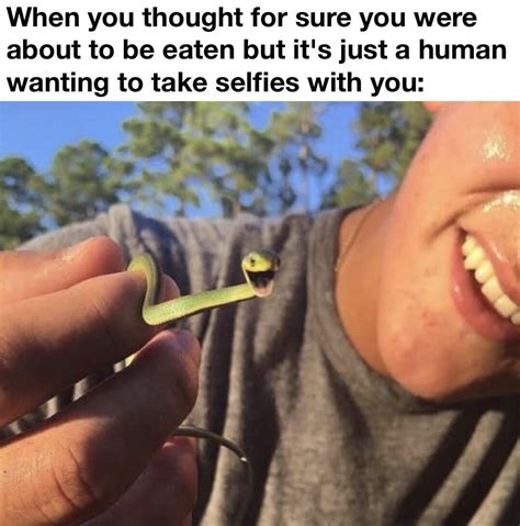 That's one happy danger noodle : r/memes