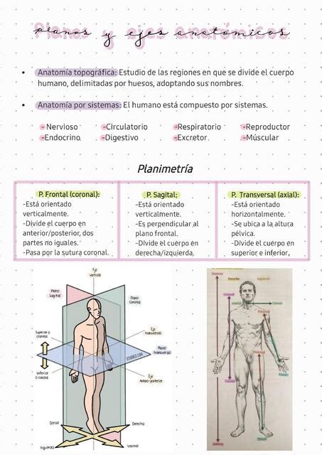 Planos Y Ejes Anat Micos Ana Udocz