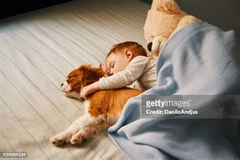 553 Baby Sleeping With Dog Stock Photos, High-Res Pictures, and Images ...