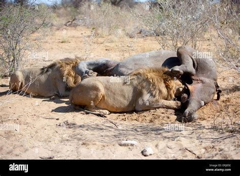 What Do Lions Eat Hi Res Stock Photography And Images Alamy