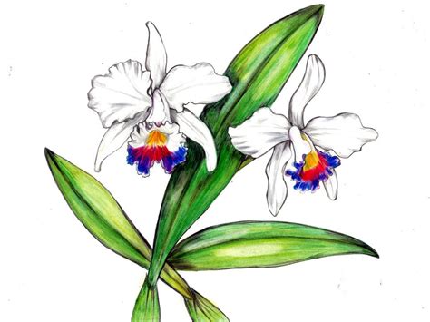 Cattleya Colombian Flower Meaning Home Alqu