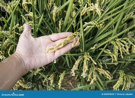 Rice paddy stock photo. Image of rustic, peasant, ricefield - 86099828