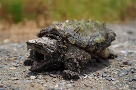 Baby Snapping Turtle: Complete Care Guide and Breed Info | Fishkeeping