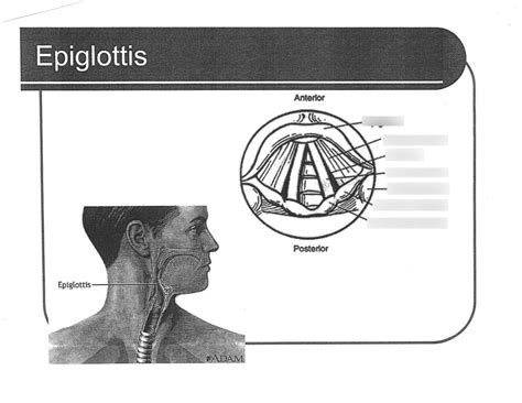 epiglottis diagram quizlet