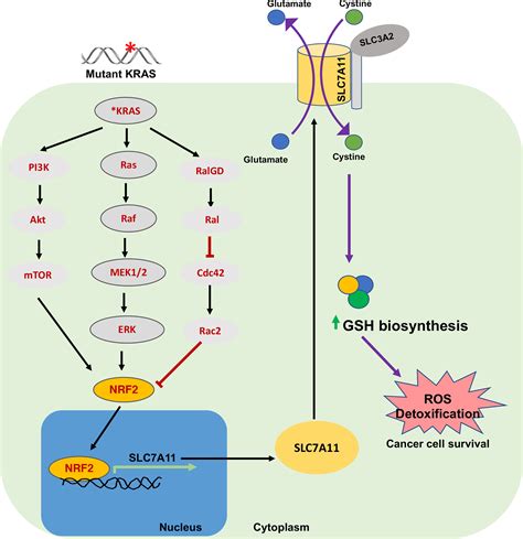 Frontiers The Role Of Cystine Glutamate Antiporter SLC7A11 XCT In The