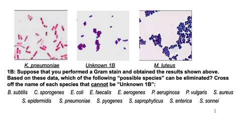 Enterobacter Aerogenes Gram Stain