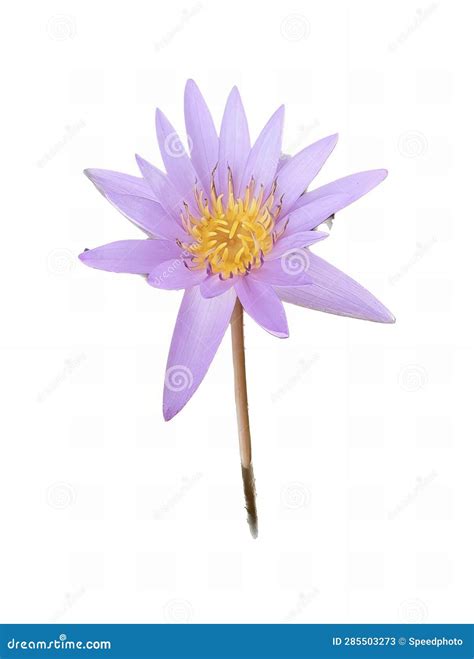 A Photography Of A Purple Flower With A Yellow Center Purple Flower
