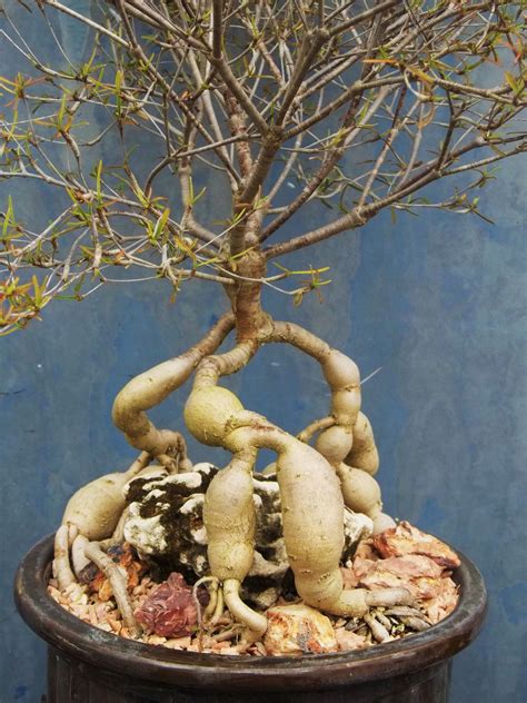 Euphorbia hedyotoides Bonsai Cacti Seeds - Rare Madagascar Exotic Plant