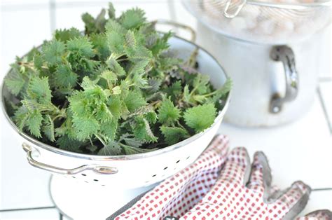 collecting stinging nettles // brennesseln sammeln | Foodiesgarden