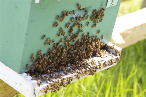 honey bees  swarming understanding  natural phenomenon uf