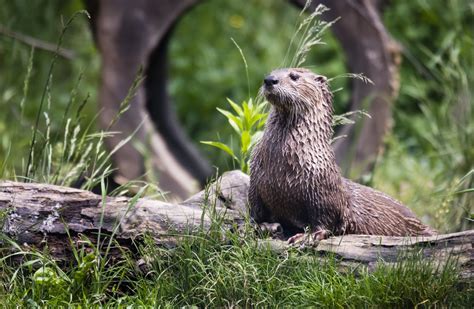 Gratis Afbeeldingen : wildlife, zoogdier, fauna, bakkebaarden
