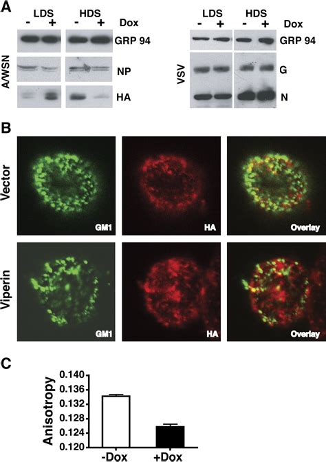 The Interferon Inducible Protein Viperin Inhibits Influenza Virus