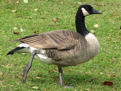 10 Popular Domestic Geese Breeds And Their Predators – The Poultry Guide