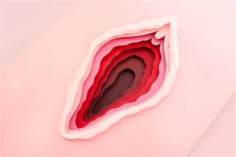 Vagina Y Vulva Diferencia Entre Estos Dos Genitales Femeninos Infobae