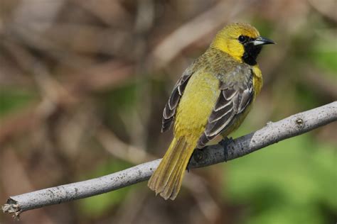 Ohio Birds And Biodiversity A Fine Showing Of Orioles