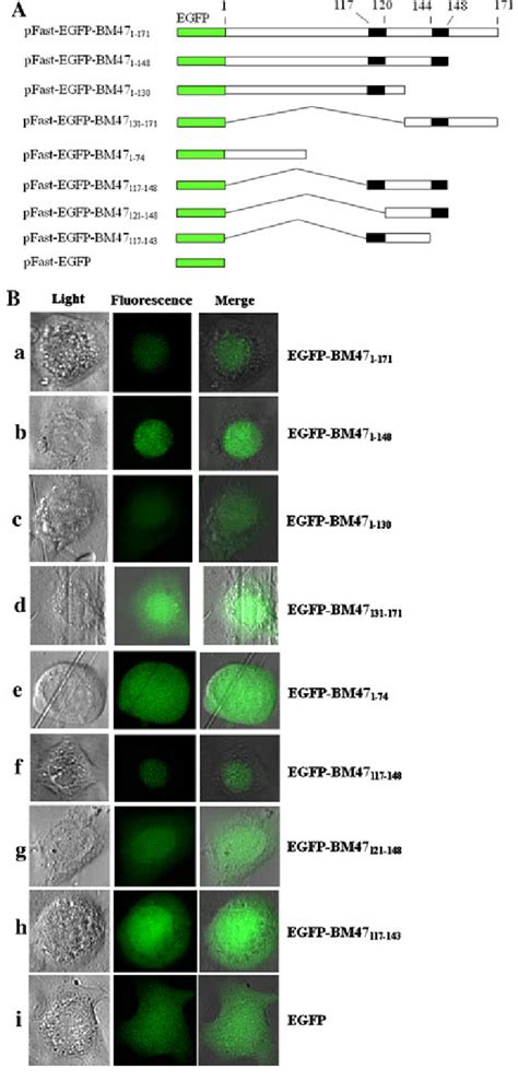 Identification Of A Functional BM47 NLS Sequence A Construction Of