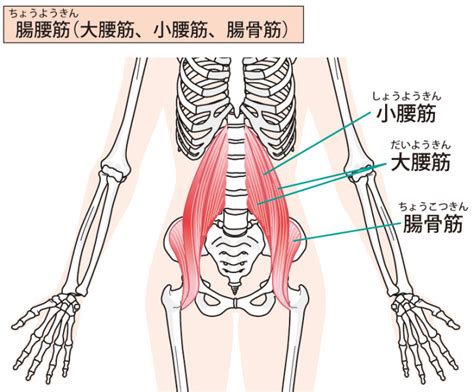 【整体と筋肉】腸腰筋大解剖