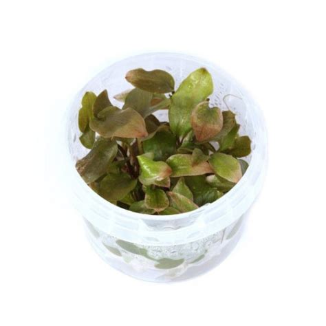 Lagenandra meeboldii red in vitro - Florariumplants
